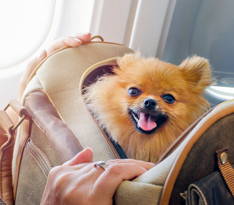 A flexible way to travel throughout Europe